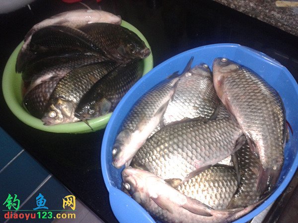 鱼塘钓鲫鱼