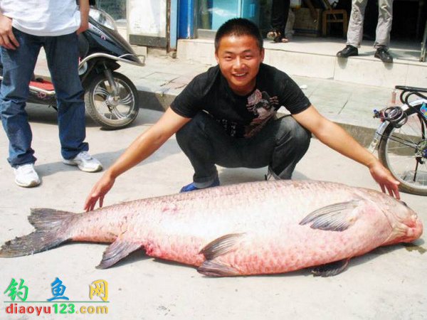 水库钓大青鱼