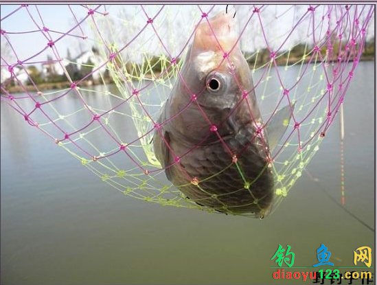鱼塘钓大鲫鱼