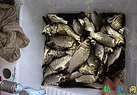 冬季长竿短线朝天钩红虫钓鲫鱼