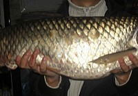 山间水库钓鲫鱼偶获19斤大草鱼(0.8子线钓获)