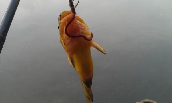 蚯蚓钓黄颡鱼