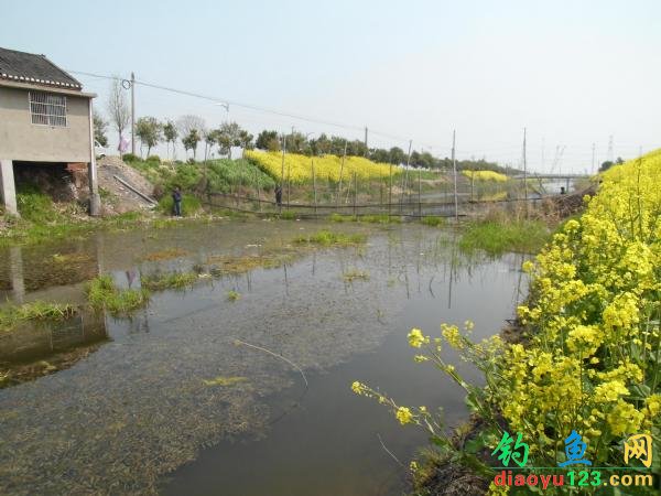 小河钓鲫鱼