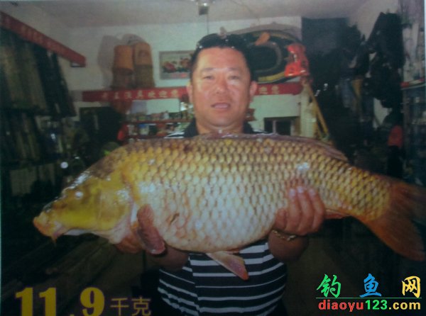 钓鱼王饵料钓鲤鱼