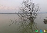 冬季蚯蚓钓大鲫谁知钓到大草鱼