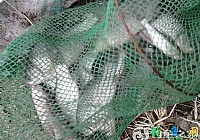 冬季在黄河湾用3.6矶竿串钩钓鲫鱼