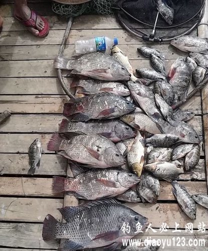 万峰湖钓罗非鱼