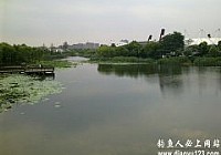 野钓擒获黄金大草鱼见者有份