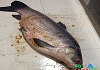 收费鱼塘钓获68斤大青鱼
