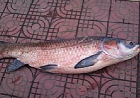 垂钓柘林湖擒获53斤大青鱼