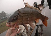 五一夜钓东平湖手竿钓获20斤大鲤鱼