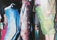 海竿钓获68斤大青鱼遛鱼160分钟成功擒上岸