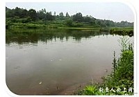 原生态传统钓法竹竿钓大草鱼