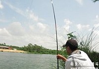 钓鱼破记录手竿钓获17斤的孟加拉鲮鱼
