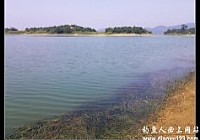 国庆七天钓收获鲫鲤翘鳊鲢等多种淡水鱼