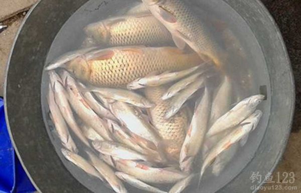 夏季夜钓钓鲤鱼的技巧