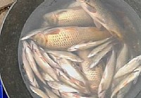 夏季夜钓文昌湖钓鲤鱼喜获20多斤大鲤鱼