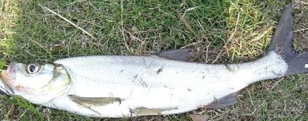 夏季野钓钓翘嘴鲌鱼