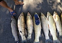 夏季长竿爆钓大草鱼