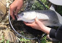 夏钓熊河水库钓获9斤大青鱼