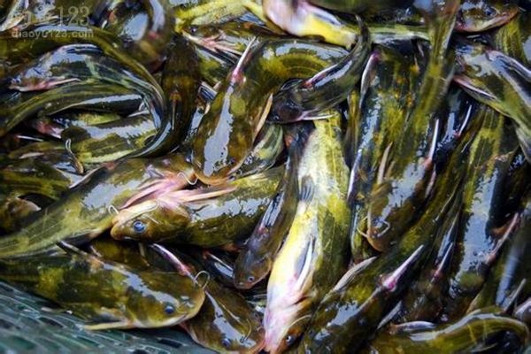 夏季野钓钓黄颡鱼技巧
