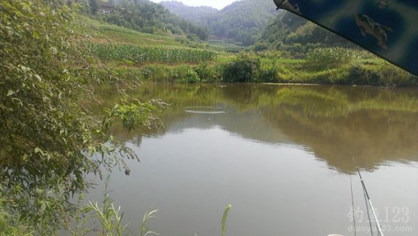 夏季水库连竿钓草鱼(附饵料配方)