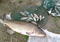 夏季野钓仙女湖巧钓鲤鱼