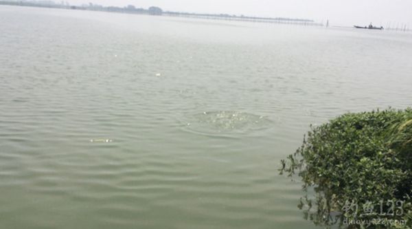 大鱼浮出水面
