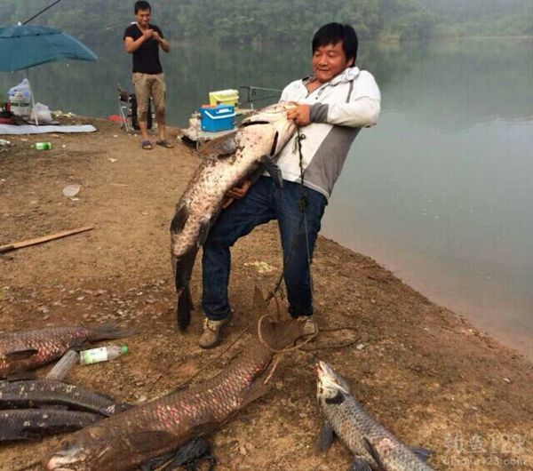 清江河钓大青鱼