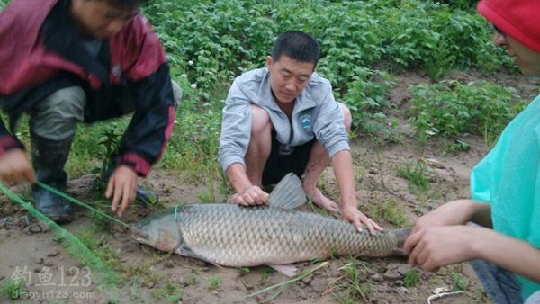 云竹水库爽钓大草鱼