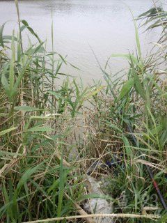 废弃鱼塘钓点