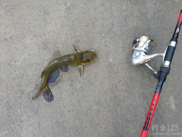 钓黄颡鱼