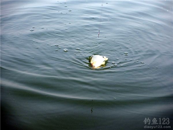 夏季高温水库野钓钓鲫鱼