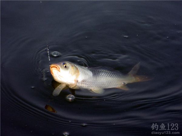 水库野钓钓鲫鱼