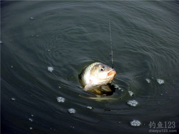 夏季钓鲫鱼
