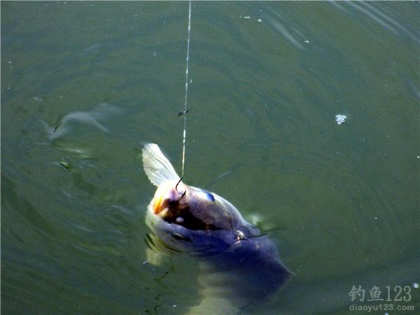 夏季水库钓鲫鱼