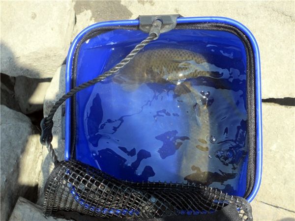 夏季高温水库野钓钓鲫鱼鱼获