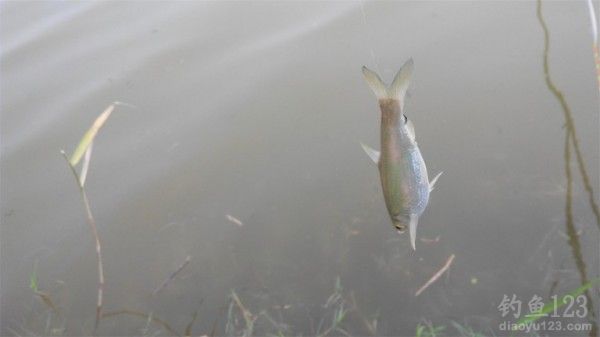 钓白条
