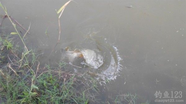 钓鲤鱼