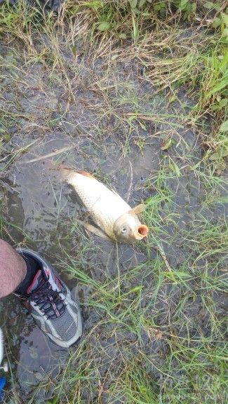 钓鲤鱼