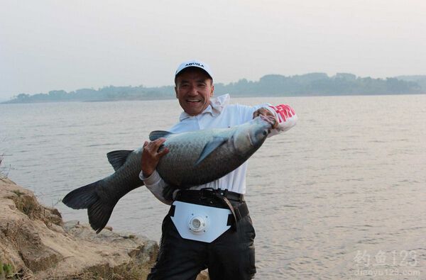 金沙河水库收获大青鱼