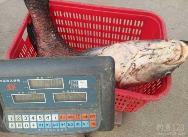 金沙河水库收获大青鱼