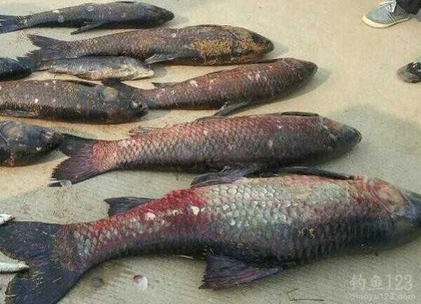 金沙河水库收获大青鱼