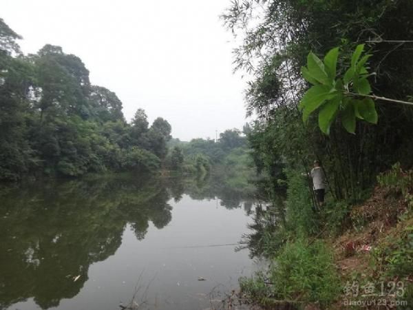 水库钓草鱼