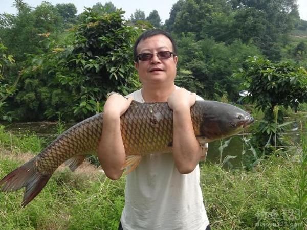 大草鱼