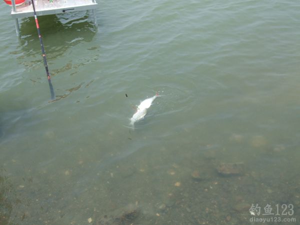 鸭河水库钓鲤鱼