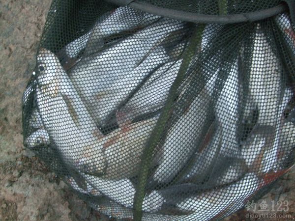 鸭河水库收获