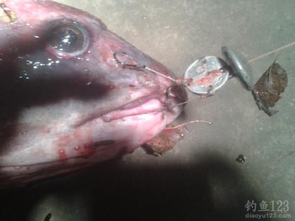 翻板钩钓大鱼
