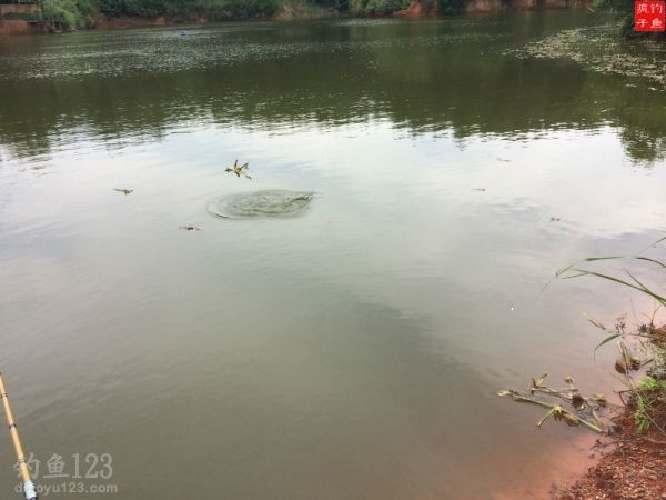 中鱼