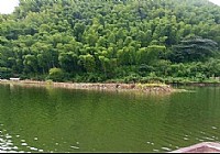 百丈岗水库爽钓野生大板鲫鱼